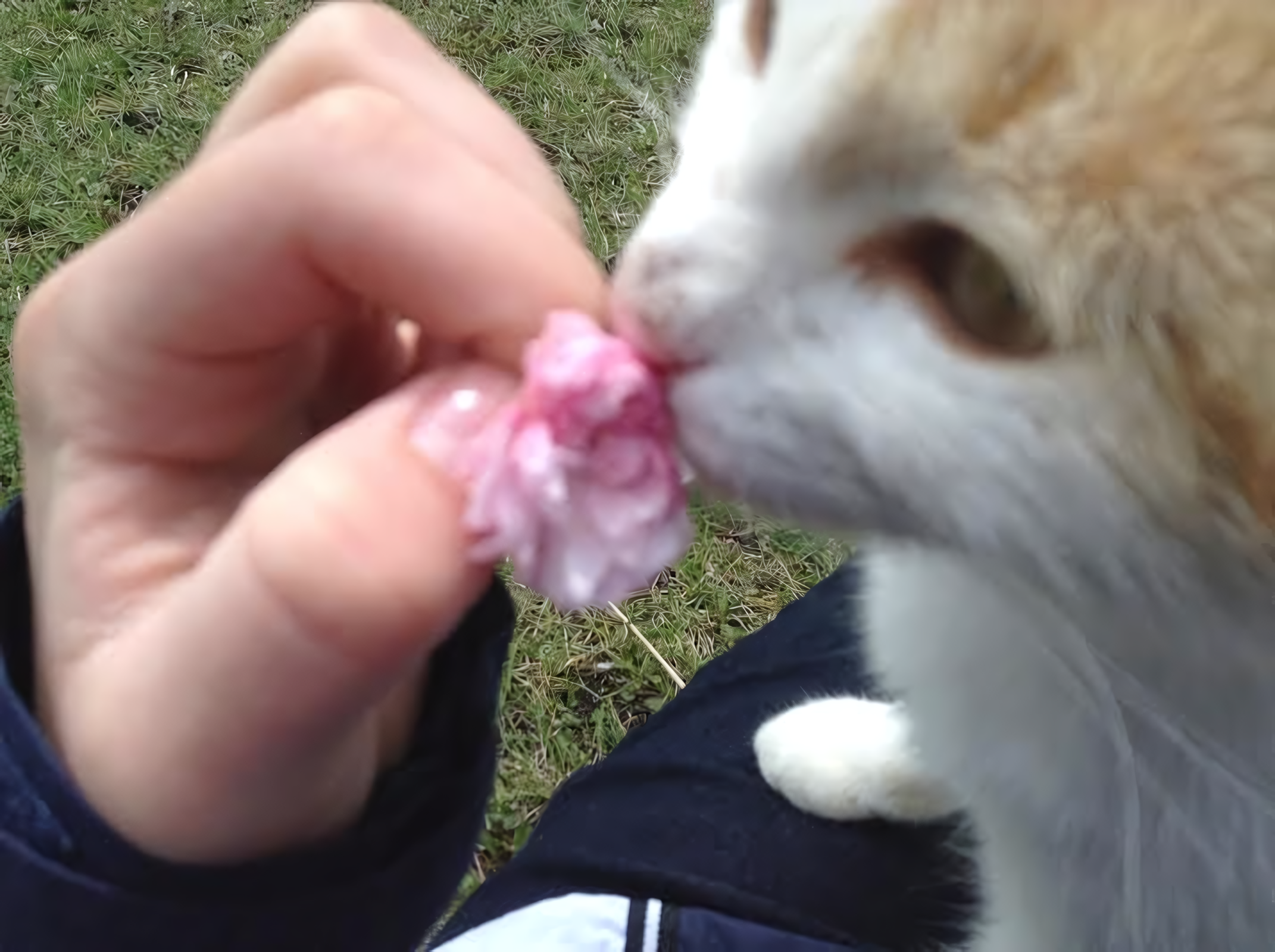 котик